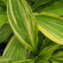 Hosta longipes 'Kaleidochrome' Hosta longipes 'Kaleidochrome'