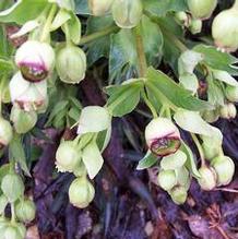Helleborus foetidus Helleborus foetidus