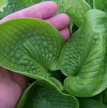 Hosta 'Deep Pockets' Hosta 'Deep Pockets'