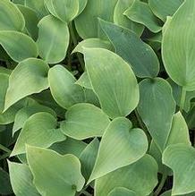 Hosta 'Indigo'