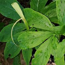 Sauromatum venosum 'Indian Giant' Sauromatum venosum 'Indian Giant'