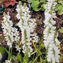 Spiranthes cernua var. odorata