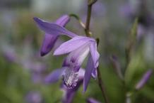 Bletilla striata 'Soryu' Bletilla striata 'Soryu'