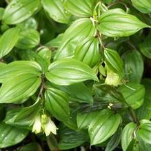 Disporum megalanthum Disporum megalanthum
