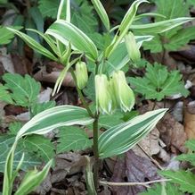 Disporum sessile 'Variegatum' Disporum sessile 'Variegatum'
