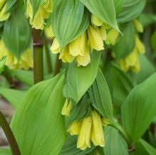 Disporum uniflorum Disporum uniflorum