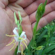 Diuranthera (syn. Chlorophytum) major Diuranthera (syn. Chlorophytum) major