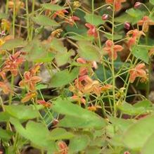 Epimedium x warleyense 'Orange Queen' Epimedium x warleyense 'Orange Queen'