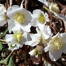 Helleborus niger 'Potter's Wheel' Helleborus niger 'Potter's Wheel'