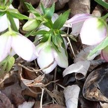 Helleborus x hybridus 'Picotee' Helleborus x hybridus 'Picotee'