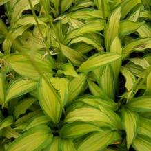 Hosta 'Shire Lights'