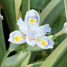 Iris japonica 'Aphrodite' Iris japonica 'Aphrodite'