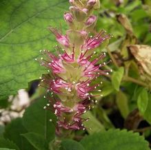 Leucoseptrum stellipilum Leucoseptrum stellipilum