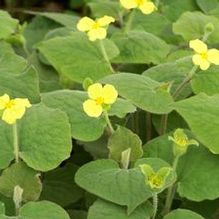 Saruma henryi Saruma henryi