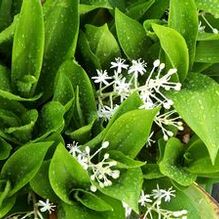 Speirantha convallarioides Speirantha convallarioides