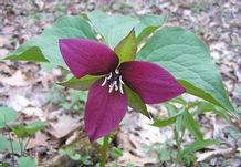 Trillium erectum Trillium erectum