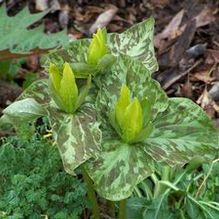 Trillium luteum Trillium luteum