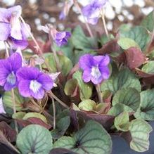 Viola walteri 'Silver Gem' Viola walteri 'Silver Gem'