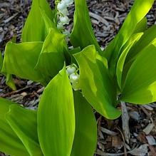 Convallaria majalis 'Fernwood's Golden Slippers' Convallaria majalis 'Fernwood's Golden Slippers'