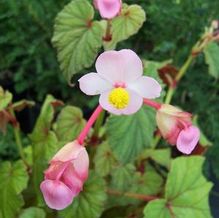 Begonia grandis Begonia grandis