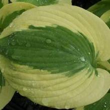 Hosta 'Linda Sue' Hosta 'Linda Sue'
