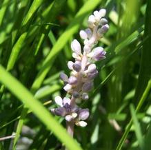 Liriope minor