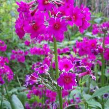 Primula x 'Redfield Hybrid'