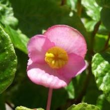 Begonia x 'Smooch'