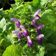 Salvia glabrescens 'Autumn Equinox'