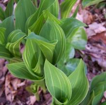 Convallaria majalis 'Striata'