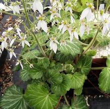 Saxifraga stolonifera 'Nezu Jinja'