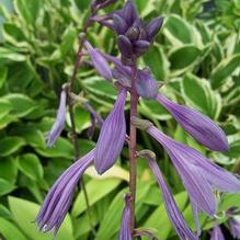 Hosta rectifolia