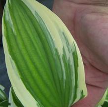 Hosta rectifolia 'Silver Star'