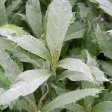 Leucoseptrum japonicum 'Silver Angel'