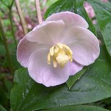 Podophyllum peltatum 'Missouri May'