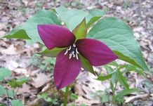 Trillium erectum