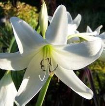Crinum x powellii 'Eden' Crinum x powellii 'Eden'