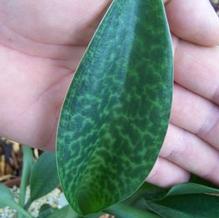 Drimiopsis botryoides Drimiopsis botryoides