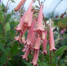 Phygelius x capensis 'Trewidden Pink'