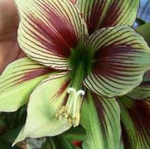 Hippeastrum papilio Hippeastrum papilio