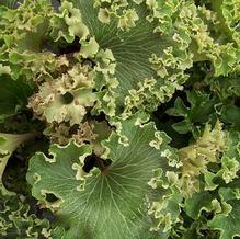 Farfugium japonicum 'Shishi Botan' Farfugium japonicum 'Shishi Botan'