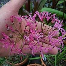 Nerine alta Nerine alta