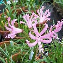 Nerine angustifolia Nerine angustifolia