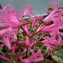 Nerine bowdenii Nerine bowdenii