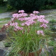 Nerine masoniorum