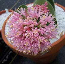 Haemanthus humilis Haemanthus humilis