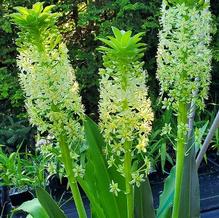 Eucomis autumnalis 'Wahroaneta Giant' Eucomis autumnalis 'Wahroaneta Giant'