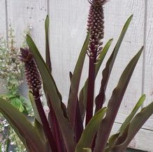 Eucomis 'Sparkling Burgundy' Eucomis 'Sparkling Burgundy'