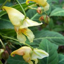 Impatiens omeiana Impatiens omeiana