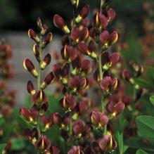 Baptisia x 'Twilite Prairieblues' Baptisia x 'Twilite Prairieblues'